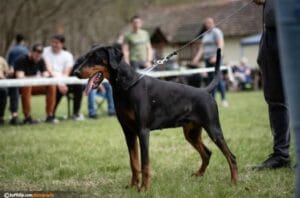 4361535c 77f0 4d5d b55a 4acb0cf784d4 odgajivacnica dobermana