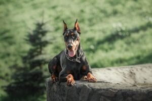 doberman dog outdoor dog on a walk in summer dog in the park 1 3 odgajivacnica dobermana