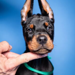 a hand touching a dog's chin