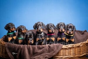 Nachricht 3 odgajivacnica pasa Srbija 21284cc5 e758 4d4d 9142 4945ab47d403 odgajivacnica dobermana