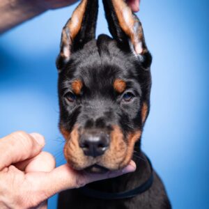 a dog being petted by a person