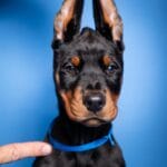 9ad624e5 ad69 4c1e ad27 130502a9f072 odgajivacnica dobermana