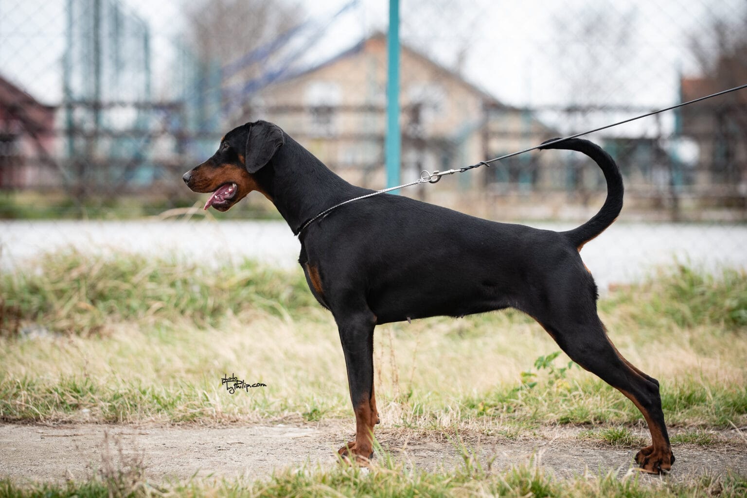 DSC 9490 odgajivacnica dobermana