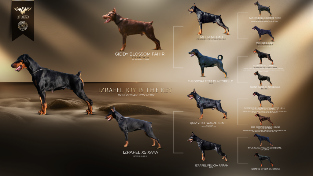 Izrafel Joy Is The Key - Orao Doberman odgajivačnica dobermana