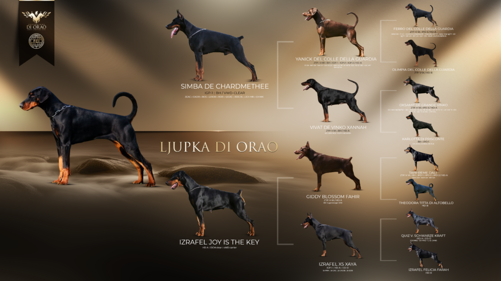 Ljupka Di Orao pedigree - Orao Doberman odgajivačnica dobermana