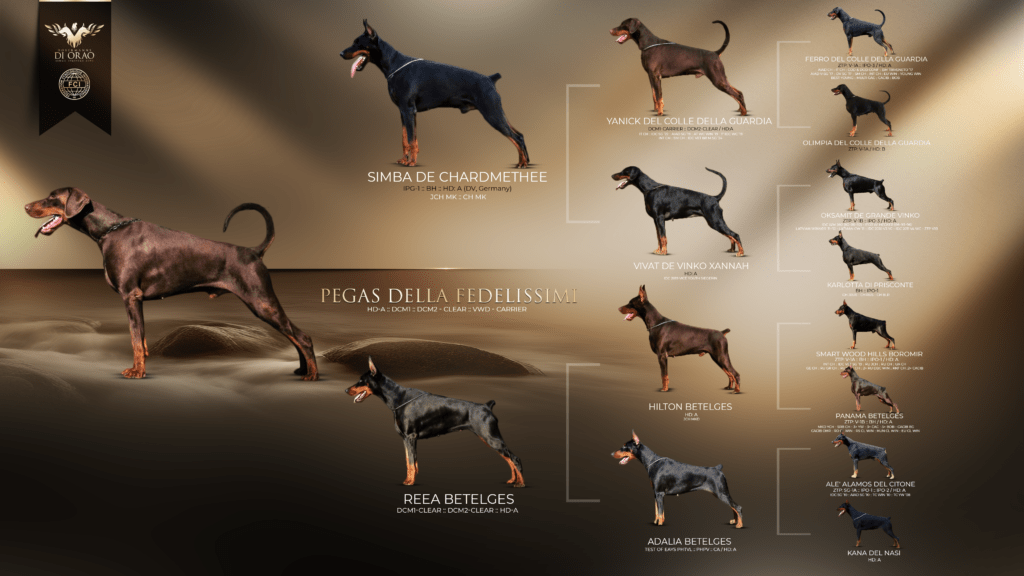 Doberman lineage and pedigree chart