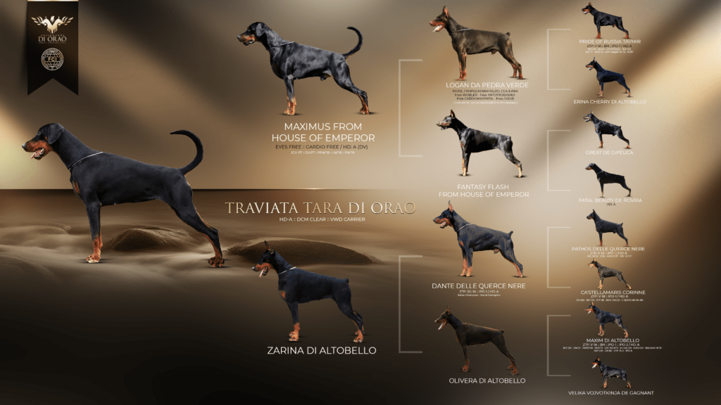 Traviata Tara Di Orao Pedigree - Orao Doberman odgajivačnica dobermana