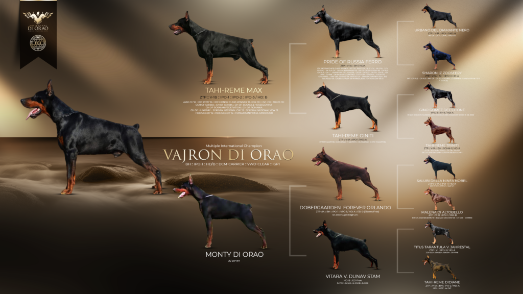 Vajron Di Orao - Orao Doberman odgajivačnica dobermana