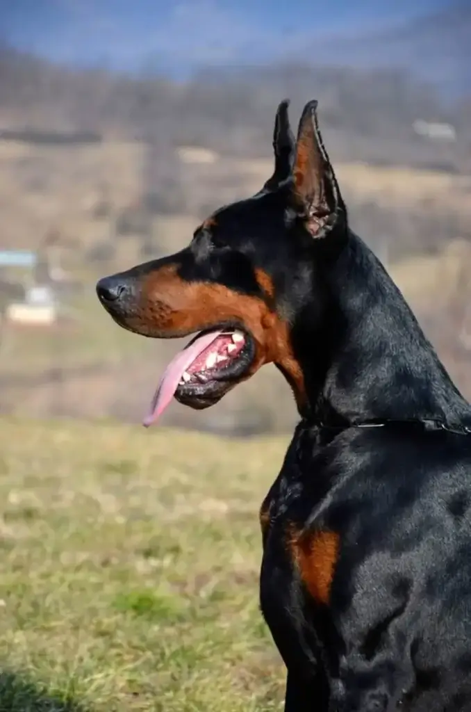 Vajron di Orao 2 odgajivacnica pasa Srbija odgajivacnica dobermana
