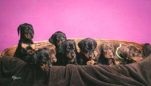 News 5 odgajivacnica pasa Srbija c323bf9b 5ac0 438a 9735 b56f2c7919f1 odgajivacnica dobermana