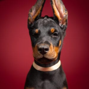 Ruby Rebel di Orão