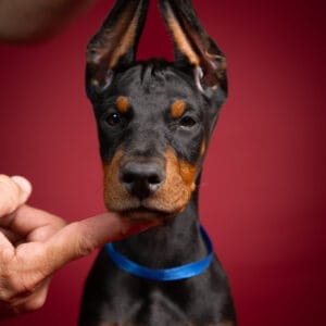 Ramona di Orao