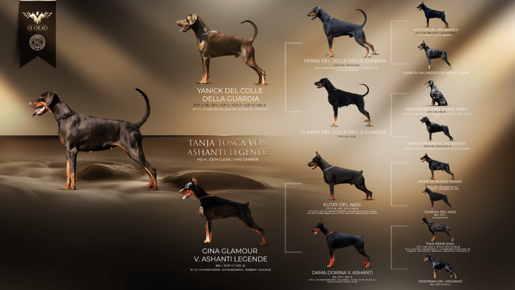 Tanja Tosca Von Ashanti Legende - Orao Doberman odgajivačnica dobermana
