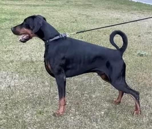 45734 600 odgajivacnica dobermana
