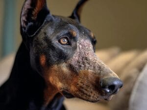 News 3 odgajivacnica pasa Srbija u2691135925 doberman with demodex skin problem ar 43 styl 7315af6c 8187 48d9 9942 69cda57fce62 0 odgajivacnica dobermana