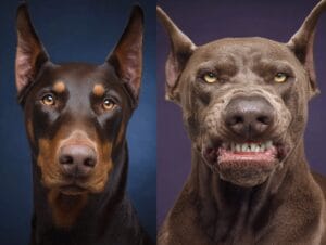 News 5 odgajivacnica pasa Srbija u2691135925 make a realistic photo of beautiful doberman and 5ce5c22e 9fe3 46ec 8c8a e5aa3db9330d 1 odgajivacnica dobermana