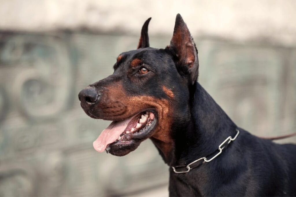 Doberman