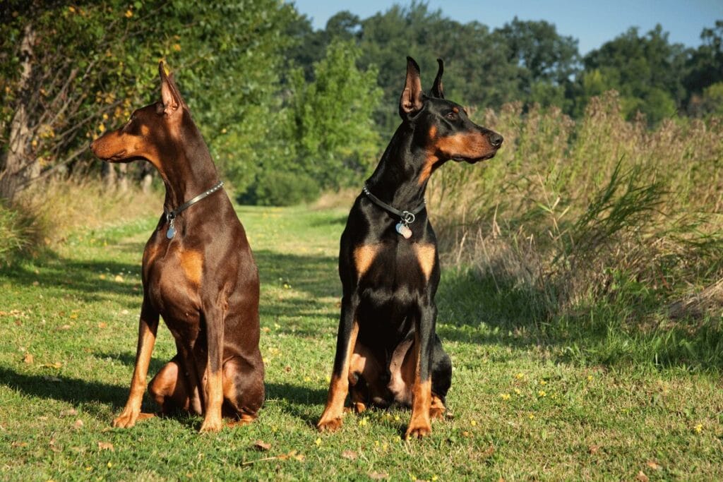 Dobermani na strazi - Orao Doberman odgajivačnica dobermana