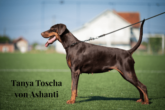 1 Tanya Toscha von Ashanti Pablo del Nasi April litter parents - Orao Doberman odgajivačnica dobermana