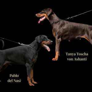 Doberman S litter in April 