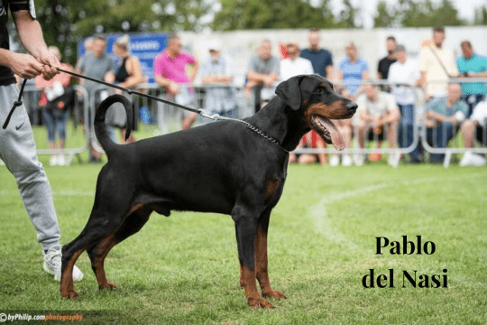 2Tanya Toscha von Ashanti Pablo del Nasi April litter parents - Orao Doberman odgajivačnica dobermana