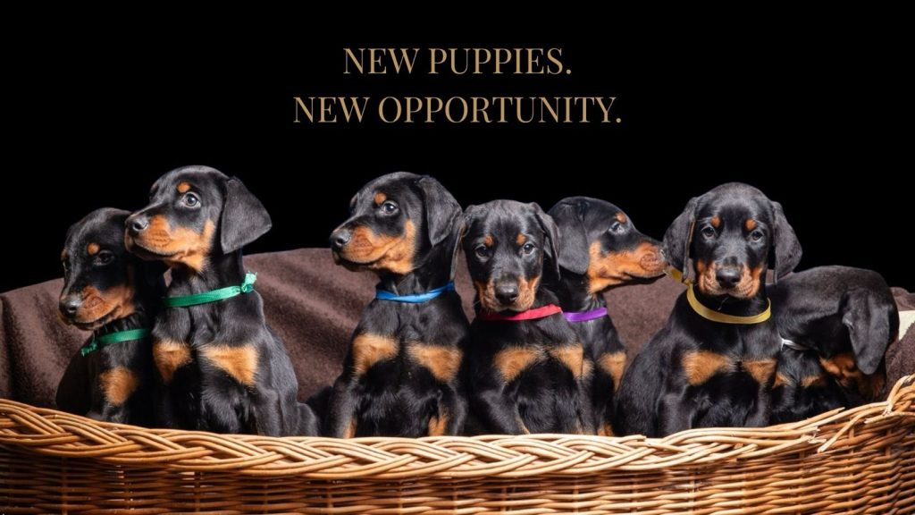 New doberman litter available - Orao Doberman odgajivačnica dobermana