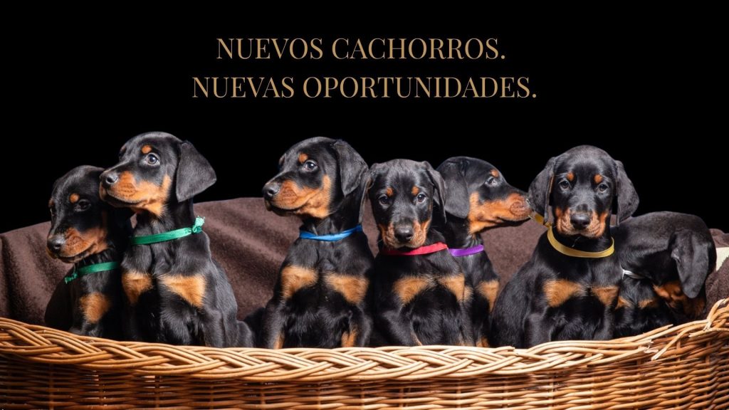 Nos complace anunciar la llegada confirmada de una nueva camada de cachorros Dobermann, prevista para abril.
