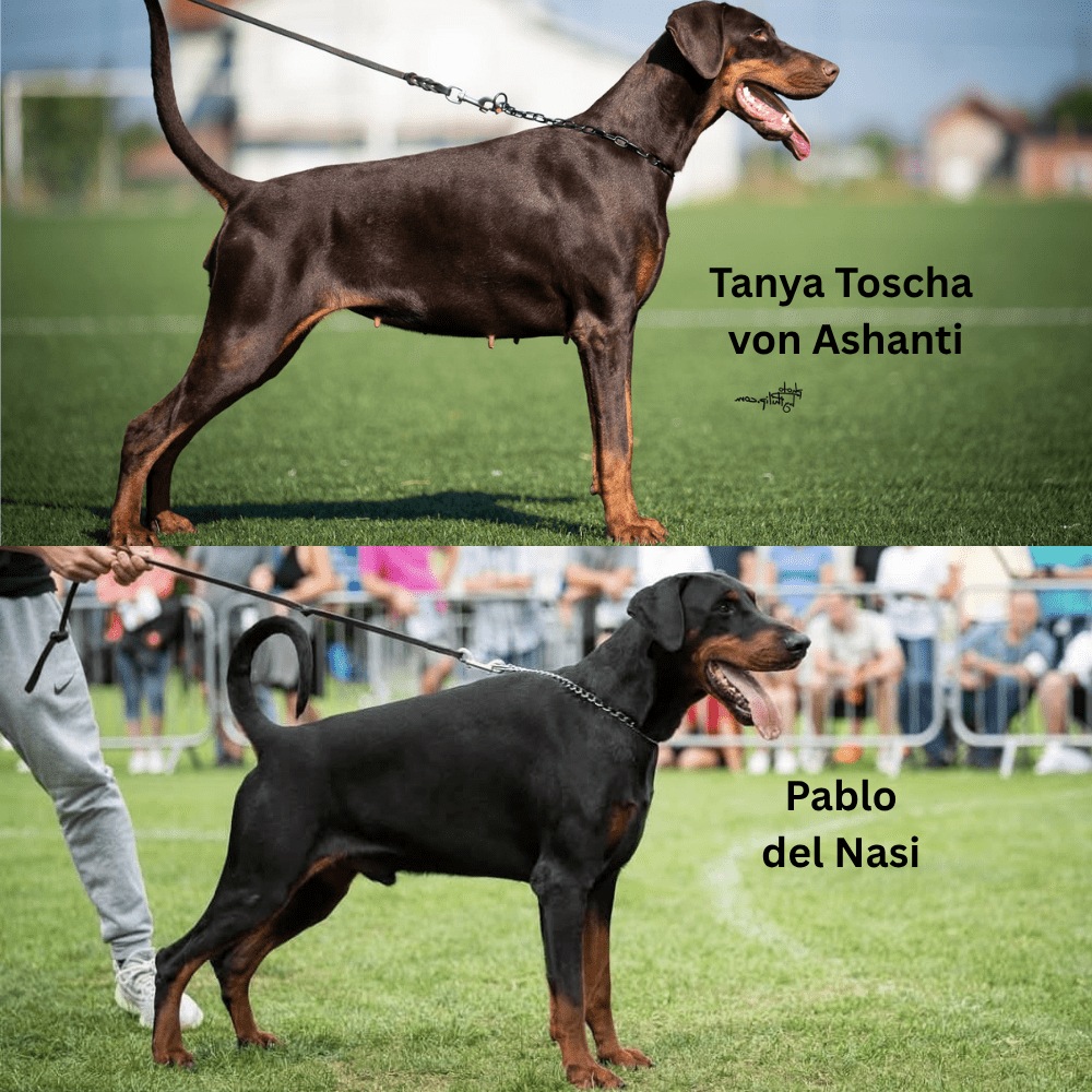 AprilS litter Tanya Toscha von AshantiPablo del Nasi - Orao Doberman odgajivačnica dobermana