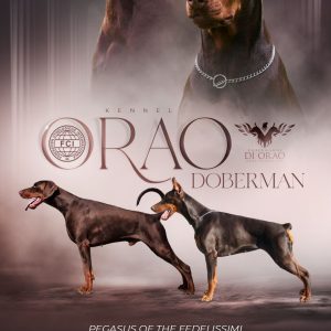 conseils dobermann - élevage et caractére