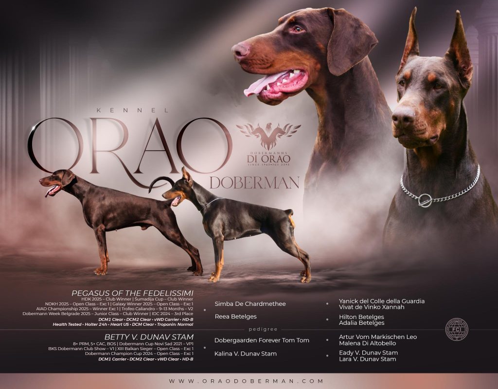 WhatsApp Image 2026 04 22 at 23.08.14 - Orao Doberman odgajivačnica dobermana
