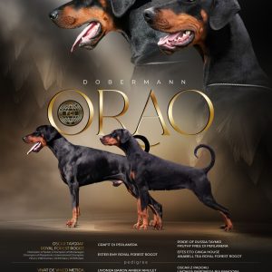 Orao Dobermans N litter announcement with champion Doberman bloodlines and FCI pedigree.