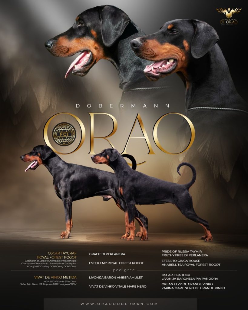 Chiots Dobermann à vendre — Portée N Orao Doberman