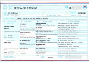 Joy is the key. 6 - Orao Doberman Orao_lab_tests_KSS-03
