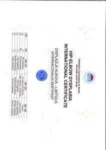 Pegasus der Fedelissimi 6 - Orao Doberman – Dobermann-Zwinger Orao_lab_tests_KSS-07