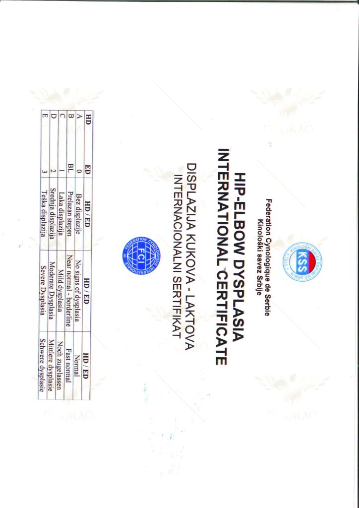 Pegasus der Fedelissimi 6 - Orao Doberman – Dobermann-Zwinger Orao_lab_tests_KSS-07