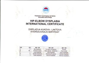 Pegasus of the Fedelissimi 2 - Orao Doberman Orao_lab_tests_KSS-07