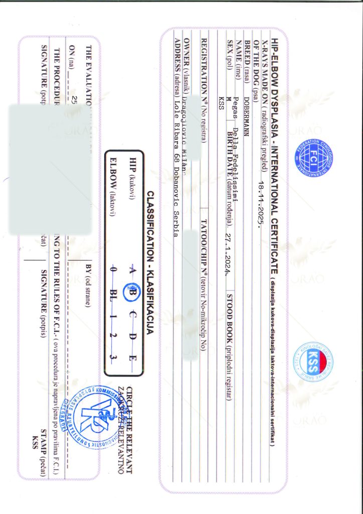 Pegasus der Fedelissimi 5 - Orao Doberman – Dobermann-Zwinger Orao_lab_tests_KSS-08