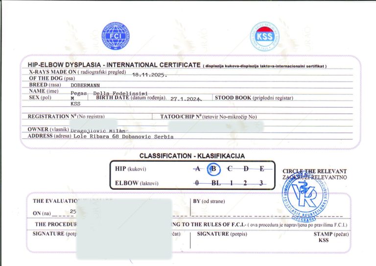 Pégase des Fedelissimi 4 - Orao Doberman – Élevage de Dobermann Orao_lab_tests_KSS-08