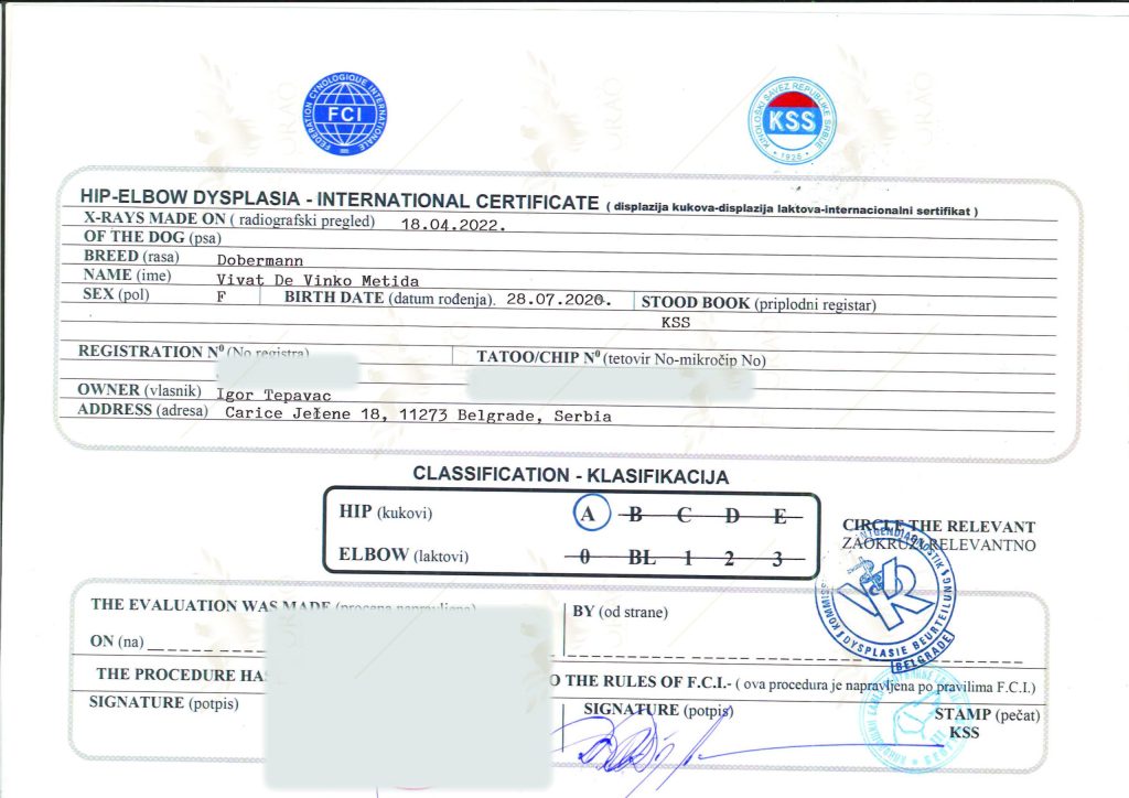 Vivat de Vinco Metida 4 - Orao Doberman – Doberman Kennel Orao_lab_tests_KSS-10