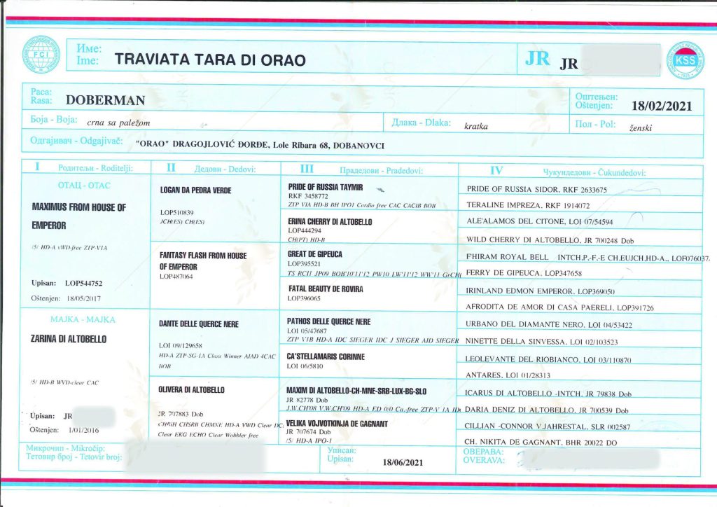 La Traviata Tara di Orao 5 - Orao Doberman – Criadero de Dóberman Orao_lab_tests_KSS-13