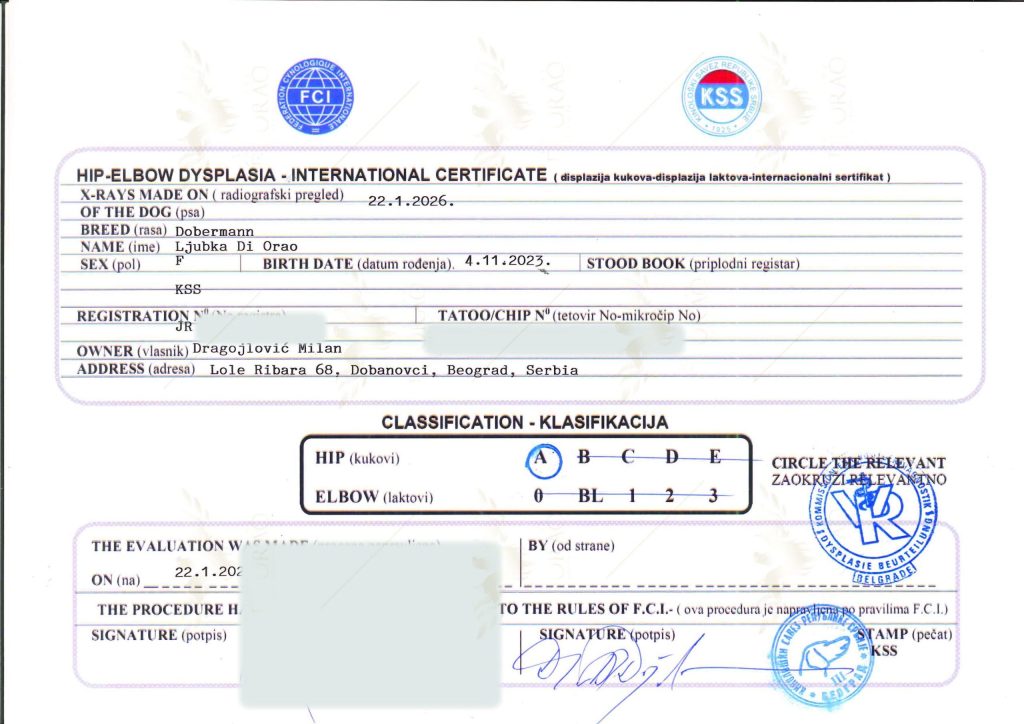 Ljupka di Orao 6 - Orao Doberman – Doberman Kennel Orao_lab_tests_KSS-17