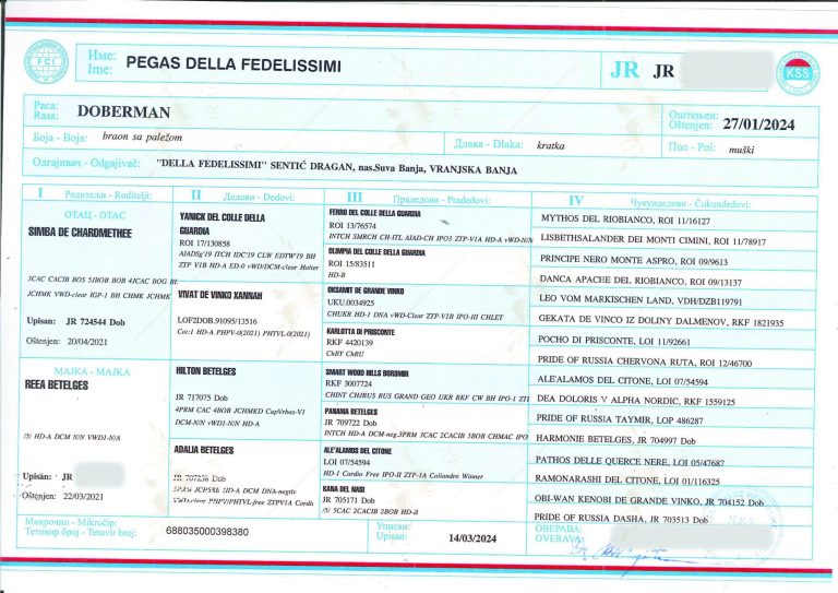 Pégase des Fedelissimi 2 - Orao Doberman – Élevage de Dobermann pegas