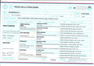 Pegaso de los Fedelissimi 2 - Orao Doberman – Criadero de Dóberman pegas