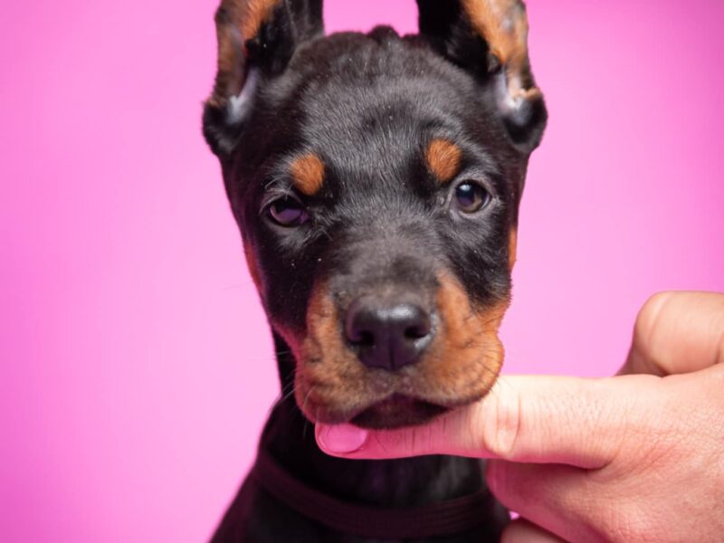 20de627f-a369-459d-9c12-7a0c7c141865