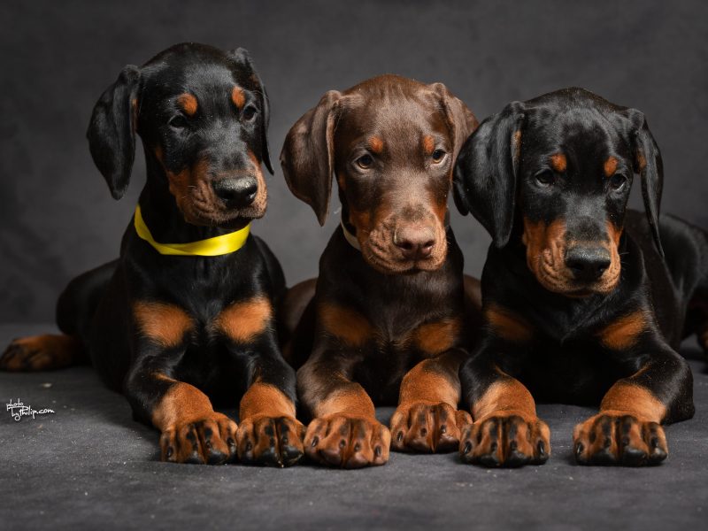The best Doberman Kennel - Orao Doberman