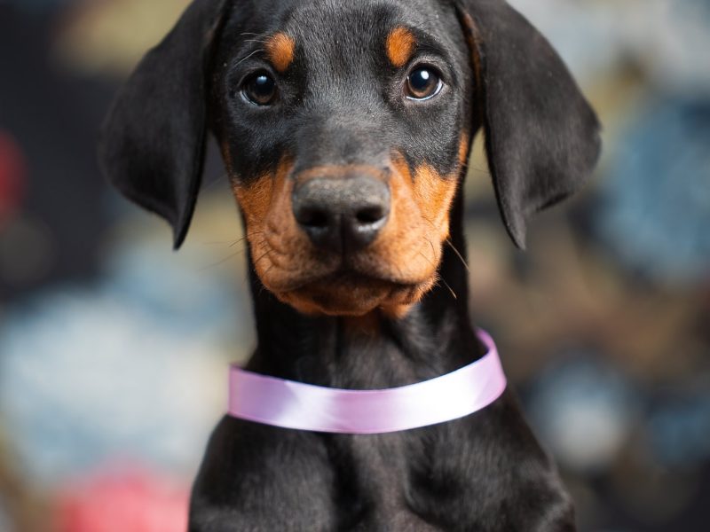 Why a female Doberman is the best choice for most families, active women, and first-time owners. European female Dobermans available at Orao Doberman Kennel — black females, verified lines, full health documentation.