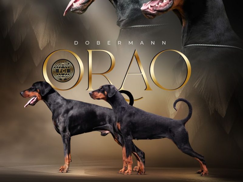 Orao Dobermans N litter announcement with champion Doberman bloodlines and FCI pedigree.