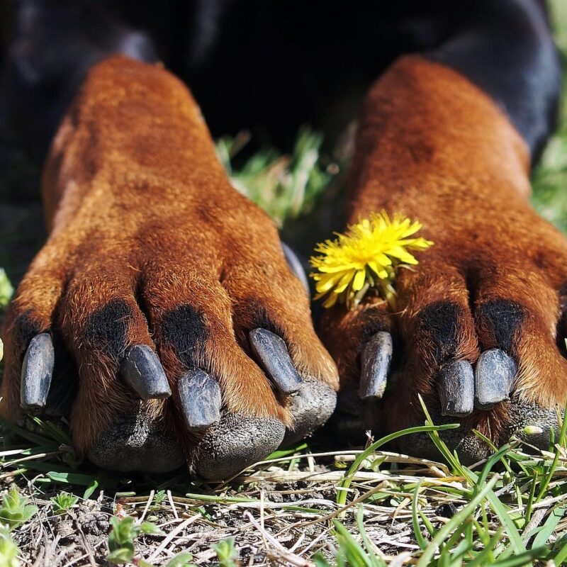 doberman-2390562_1280