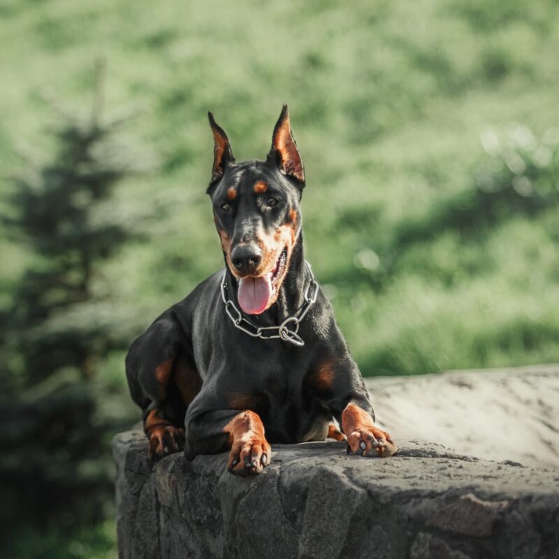 Doberman dog outdoor. Dog on a walk in summer. Dog in the park.